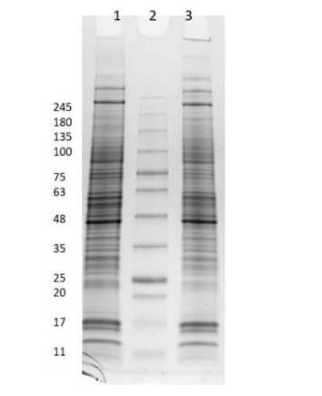 SDS PAGE Results of PC-12 Whole Cell Lysate.<br />Lane 1: PC-12 Whole Cell Lysate Reduced [10 μg].<br />Lane 2: Opal Prestained Molecular Weight Marker.<br />Lane 3: PC-12 Whole Cell Lysate Non-Reduced [10 μg].<br />4-20% Gel, Coomassie Stained.